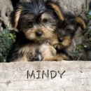 puppy