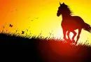 horse running in the sunset