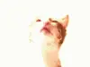 cute cat