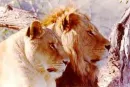 Lion couple