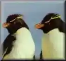 penguin