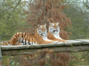 Tigers taking it easy