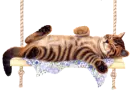My Cat