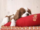 Cute