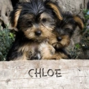 puppy