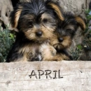 puppy