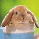 Rabbit