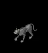 Animated