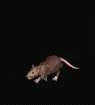 Animated