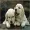 Super cute pups!