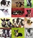 ADORABLE BOSTON TERRIER ICONS!!!!!