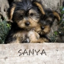puppy