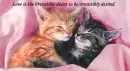 Kittens in love
