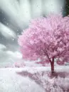 pink tree