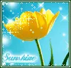 sunshine sparkling flower