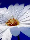 white roses