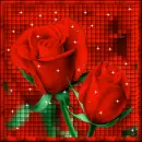 Red roses