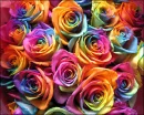colorful roses