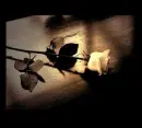 white rose