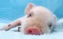 cute piggy