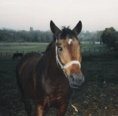 Horses