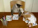 Catz