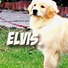 Elvis