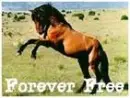 Mustang-Forever Free