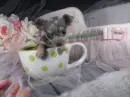 Chihuahua!!!!!!!!