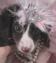 Cutie Pie  McPupperson!!!!!