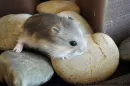 Wittle Hamnster!!!!!!!!!!!