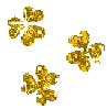 Gold Clover