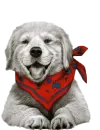 Happy dog