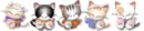 cats,cute