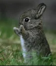 cute small rabbit