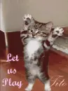 let us play