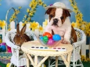 Easter Buds
