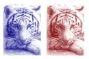white tiger