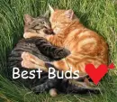 Best Buds