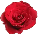 Red rose
