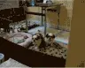 puppies