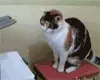 kitty