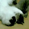kitty snuggle