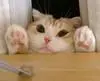 kitty