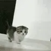 cute kitty