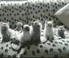 cute kitties