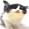 kitty licks