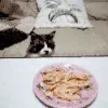 cute kitty