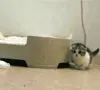 cute kitty