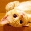 kitty